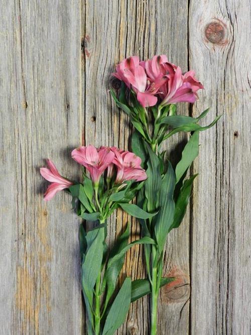 SECRET HOT PINK ALSTROMERIA